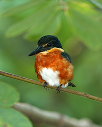 American Pygmy Kingfisher, photo by Yehudi Hernandez