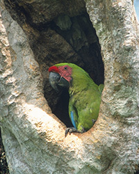 Great Green Macaw, photo by Bent Pedersen