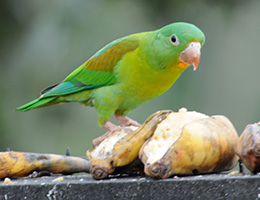 Orange-chinned Parakeet, photo by Bill Volkert