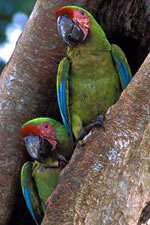 Great Green Macaws, photo by Luis Claudio Maurigo