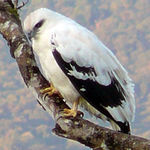 White Hawk, photo by Jose Miranda Mejia